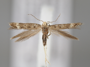  (Aristoteliinae - BGE_MZH_LEP_0469)  @11 [ ] CreativeCommons  Attribution Non-Commercial Share-Alike (2024) Leo Vahatalo Universityof Helsinki