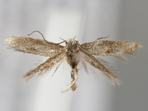  ( - BGE_MZH_LEP_0517)  @11 [ ] CreativeCommons  Attribution Non-Commercial Share-Alike (2024) Leo Vahatalo Universityof Helsinki