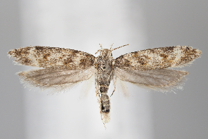  ( - BGE_MZH_LEP_0811)  @11 [ ] CreativeCommons  Attribution Non-Commercial Share-Alike (2024) Leo Vahatalo University of Helsinki