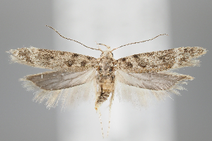  ( - BGE_MZH_LEP_0812)  @11 [ ] CreativeCommons  Attribution Non-Commercial Share-Alike (2024) Leo Vahatalo University of Helsinki