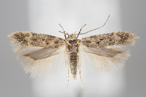  ( - BGE_MZH_LEP_0813)  @11 [ ] CreativeCommons  Attribution Non-Commercial Share-Alike (2024) Leo Vahatalo University of Helsinki