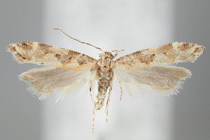  (Ornativalva heluanensis - BGE_MZH_LEP_0821)  @11 [ ] CreativeCommons  Attribution Non-Commercial Share-Alike (2024) Leo Vahatalo University of Helsinki