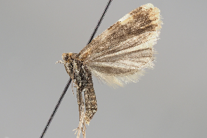  ( - BGE_MZH_LEP_0887)  @11 [ ] CreativeCommons  Attribution Non-Commercial Share-Alike (2024) Leo Vahatalo University of Helsinki