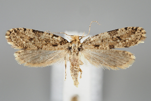  ( - BGE_MZH_LEP_0900)  @11 [ ] CreativeCommons  Attribution Non-Commercial Share-Alike (2024) Leo Vahatalo University of Helsinki