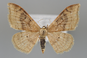  (Idaea degeneraria - BGE_MZH_LEP_1002)  @11 [ ] CreativeCommons  Attribution Non-Commercial Share-Alike (2024) Leo Vahatalo University of Helsinki