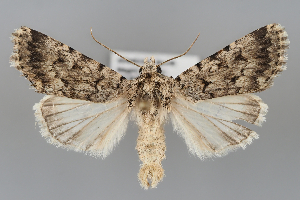  ( - BGE_MZH_LEP_1044)  @11 [ ] CreativeCommons  Attribution Non-Commercial Share-Alike (2024) Leo Vahatalo University of Helsinki