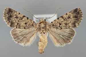  ( - BGE_MZH_LEP_1045)  @11 [ ] CreativeCommons  Attribution Non-Commercial Share-Alike (2024) Leo Vahatalo University of Helsinki