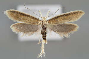  ( - BGE_MZH_LEP_1121)  @11 [ ] CreativeCommons  Attribution Non-Commercial Share-Alike (2024) Leo Vahatalo University of Helsinki