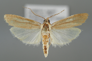  ( - BGE_MZH_LEP_1137)  @11 [ ] CreativeCommons  Attribution Non-Commercial Share-Alike (2024) Leo Vahatalo University of Helsinki