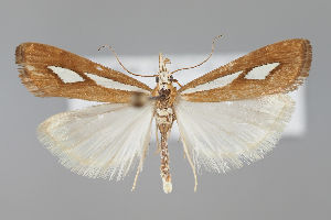  (Catoptria caucasica - BGE_MZH_LEP_1157)  @11 [ ] CreativeCommons  Attribution Non-Commercial Share-Alike (2024) Leo Vahatalo University of Helsinki