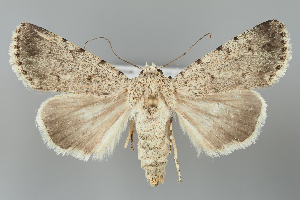  ( - BGE_MZH_LEP_1209)  @11 [ ] CreativeCommons  Attribution Non-Commercial Share-Alike (2024) Leo Vahatalo University of Helsinki