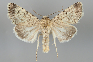  (Dichagyris celebrata - BGE_MZH_LEP_1212)  @11 [ ] CreativeCommons  Attribution Non-Commercial Share-Alike (2024) Leo Vahatalo University of Helsinki