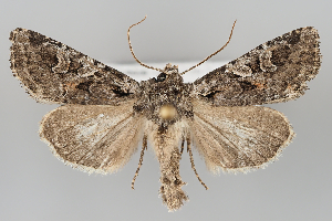  (Hada persa - BGE_MZH_LEP_1226)  @11 [ ] CreativeCommons  Attribution Non-Commercial Share-Alike (2024) Leo Vahatalo University of Helsinki