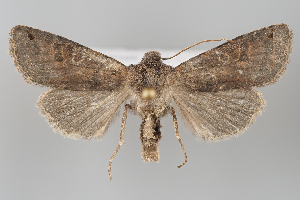  (Agrochola turcomanica - BGE_MZH_LEP_1231)  @11 [ ] CreativeCommons  Attribution Non-Commercial Share-Alike (2024) Leo Vahatalo University of Helsinki