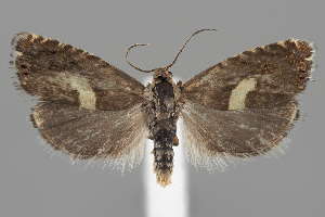  (Dichrorampha proxima - BGE_MZH_LEP_1370)  @11 [ ] CreativeCommons - Attribution Non-Commercial Share-Alike (2025) Leo Vahatalo University of Helsinki