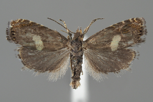  ( - BGE_MZH_LEP_1371)  @11 [ ] CreativeCommons - Attribution Non-Commercial Share-Alike (2025) Leo Vahatalo University of Helsinki