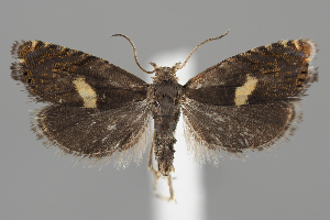  ( - BGE_MZH_LEP_1374)  @11 [ ] CreativeCommons - Attribution Non-Commercial Share-Alike (2025) Leo Vahatalo University of Helsinki