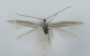  (Coleophora nedae - BGE_MZH_LEP_1397)  @11 [ ] CreativeCommons - Attribution Non-Commercial Share-Alike (2025) Giorgio Baldizzone Unspecified