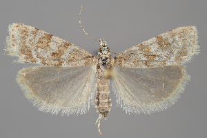  ( - BGE_MZH_LEP_1420)  @11 [ ] CreativeCommons - Attribution Non-Commercial Share-Alike (2025) Leo Vahatalo University of Helsinki