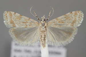  ( - BGE_MZH_LEP_1422)  @11 [ ] CreativeCommons - Attribution Non-Commercial Share-Alike (2025) Leo Vahatalo University of Helsinki