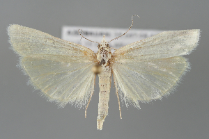  (Agriphila paleatella - BGE_MZH_LEP_1498)  @11 [ ] CreativeCommons  Attribution Non-Commercial Share-Alike (2024) Leo Vahatalo University of Helsinki