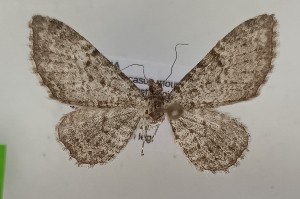  (Eupithecia vitiosata - BGE_MZH_LEP_1619)  @11 [ ] CreativeCommons - Attribution Non-Commercial Share-Alike (2025) Jukka Tabell Unspecified