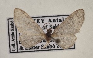  (Eupithecia armeniaca - BGE_MZH_LEP_1631)  @11 [ ] CreativeCommons - Attribution Non-Commercial Share-Alike (2025) Jukka Tabell Unspecified