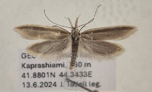  ( - BGE_MZH_LEP_1641)  @11 [ ] CreativeCommons - Attribution Non-Commercial Share-Alike (2025) Jukka Tabell Unspecified