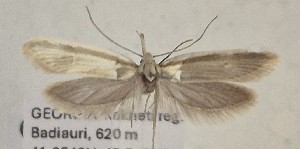  ( - BGE_MZH_LEP_1642)  @11 [ ] CreativeCommons - Attribution Non-Commercial Share-Alike (2025) Jukka Tabell Unspecified