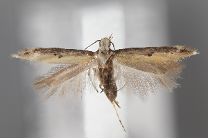  ( - BGE_MZH_LEP_1905)  @11 [ ] CreativeCommons - Attribution Non-Commercial Share-Alike (2025) Leo Vahatalo University of Helsinki