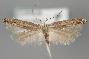  ( - BGE_MZH_LEP_1912)  @11 [ ] CreativeCommons - Attribution Non-Commercial Share-Alike (2025) Leo Vahatalo University of Helsinki