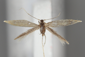  ( - BGE_MZH_LEP_1918)  @11 [ ] CreativeCommons - Attribution Non-Commercial Share-Alike (2025) Leo Vahatalo University of Helsinki