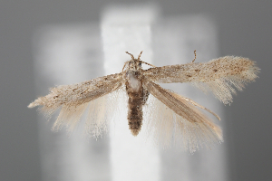  ( - BGE_MZH_LEP_1919)  @11 [ ] CreativeCommons - Attribution Non-Commercial Share-Alike (2025) Leo Vahatalo University of Helsinki