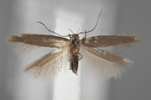  ( - BGE_MZH_LEP_1925)  @11 [ ] CreativeCommons - Attribution Non-Commercial Share-Alike (2025) Leo Vahatalo University of Helsinki