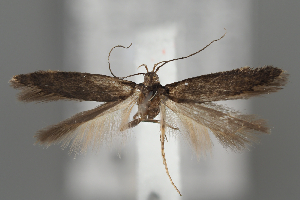  ( - BGE_MZH_LEP_1928)  @11 [ ] CreativeCommons - Attribution Non-Commercial Share-Alike (2025) Leo Vahatalo University of Helsinki