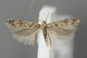  ( - BGE_MZH_LEP_1940)  @11 [ ] CreativeCommons - Attribution Non-Commercial Share-Alike (2025) Leo Vahatalo University of Helsinki