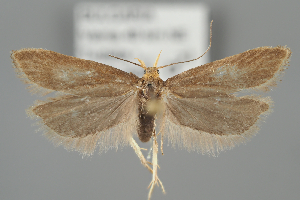  ( - BGE_MZH_LEP_1947)  @11 [ ] CreativeCommons - Attribution Non-Commercial Share-Alike (2025) Leo Vahatalo University of Helsinki