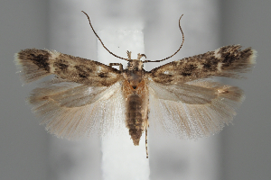  ( - BGE_MZH_LEP_1949)  @11 [ ] CreativeCommons - Attribution Non-Commercial Share-Alike (2025) Leo Vahatalo University of Helsinki