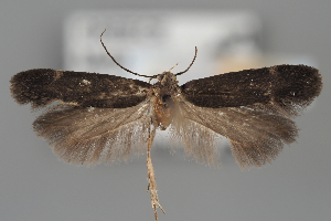  ( - BGE_MZH_LEP_1962)  @11 [ ] CreativeCommons - Attribution Non-Commercial Share-Alike (2025) Leo Vahatalo University of Helsinki