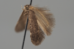  ( - BGE_MZH_LEP_1966)  @11 [ ] CreativeCommons - Attribution Non-Commercial Share-Alike (2025) Leo Vahatalo University of Helsinki