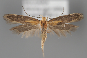  ( - BGE_MZH_LEP_1967)  @11 [ ] CreativeCommons - Attribution Non-Commercial Share-Alike (2025) Leo Vahatalo University of Helsinki