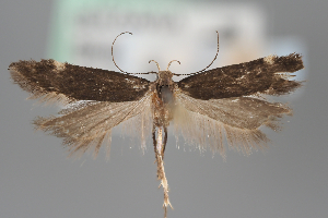  ( - BGE_MZH_LEP_1972)  @11 [ ] CreativeCommons - Attribution Non-Commercial Share-Alike (2025) Leo Vahatalo University of Helsinki