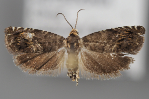  ( - BGE_MZH_LEP_2042)  @11 [ ] CreativeCommons - Attribution Non-Commercial Share-Alike (2025) Leo Vahatalo University of Helsinki