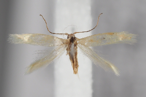  ( - BGE_MZH_LEP_2125)  @11 [ ] CreativeCommons - Attribution Non-Commercial Share-Alike (2025) Leo Vahatalo University of Helsinki