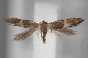  ( - BGE_MZH_LEP_2127)  @11 [ ] CreativeCommons - Attribution Non-Commercial Share-Alike (2025) Leo Vahatalo University of Helsinki