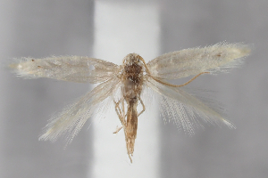  ( - BGE_MZH_LEP_2132)  @11 [ ] CreativeCommons - Attribution Non-Commercial Share-Alike (2025) Leo Vahatalo University of Helsinki