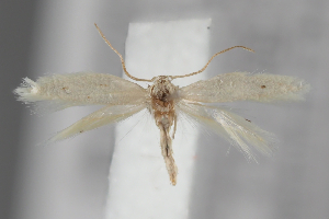  ( - BGE_MZH_LEP_2143)  @11 [ ] CreativeCommons - Attribution Non-Commercial Share-Alike (2025) Leo Vahatalo University of Helsinki