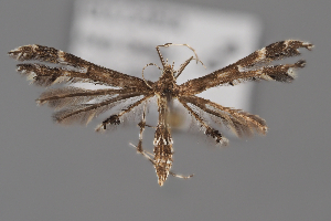  ( - BGE_MZH_LEP_2179)  @11 [ ] CreativeCommons - Attribution Non-Commercial Share-Alike (2025) Leo Vahatalo University of Helsinki