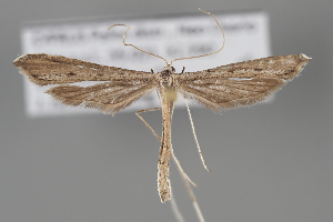  ( - BGE_MZH_LEP_2219)  @11 [ ] CreativeCommons - Attribution Non-Commercial Share-Alike (2025) Leo Vahatalo University of Helsinki