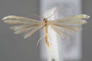  ( - BGE_MZH_LEP_2224)  @11 [ ] CreativeCommons - Attribution Non-Commercial Share-Alike (2025) Leo Vahatalo University of Helsinki